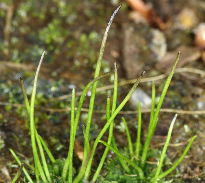 Anthoceros agrestis